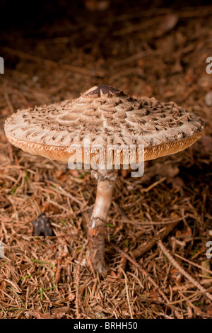 Der Pilz Parasol (Macrolepiota Procera) Stockfoto