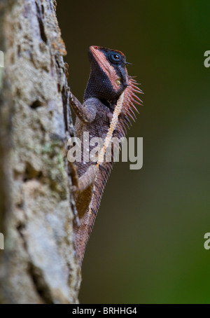 FOREST CRESTED Eidechse (Calotes Emma) Khao Nor Chuchi Wildlife Reserve, Süd-Thailand Stockfoto