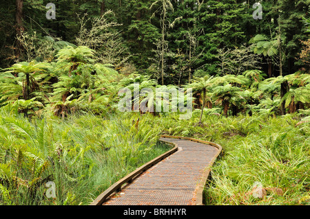 Gehweg, die Redwoods, Whakarewarewa Wald, Rotorua, Bay of Plenty, Nordinsel, Neuseeland Stockfoto