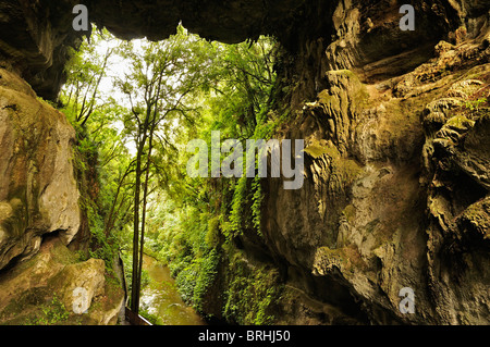 Mangapohue Natural Bridge, Waikato, Nordinsel, Neuseeland Stockfoto