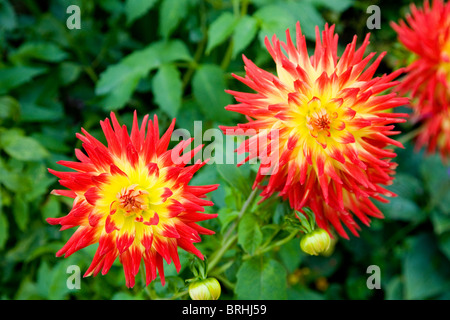 gelbe und rote Kaktus Dahlie Stockfoto