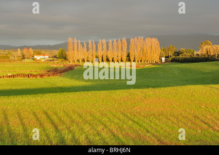 Ackerland, in der Nähe von Te Puke, Bay of Plenty, Nordinsel, Neuseeland Stockfoto