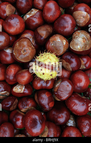 Nahaufnahme von Herbst Conkers aus einer Kastanie Aesculus Hippocastanum Stockfoto