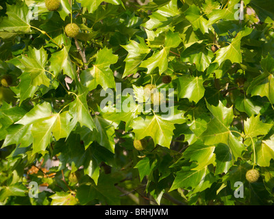 Spikey Runde Samen Kugeln von einer Platane Stockfoto