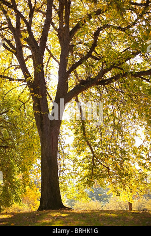 Alter Baum im Park an einem Herbstnachmittag, Seattle, Washington, USA Stockfoto