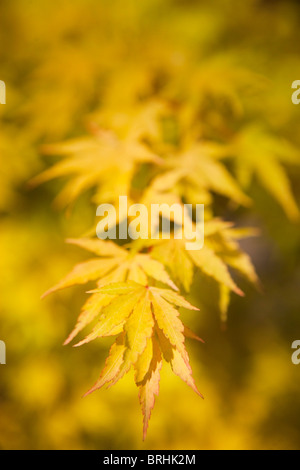 Nahaufnahme der japanischen Ahornblätter, Seattle, Washington, USA Stockfoto