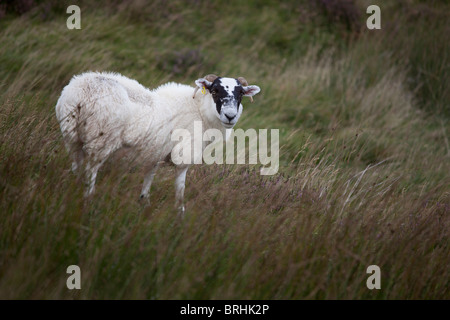 Scottish Blackface Schafe in der Abenddämmerung, Isle of Mull, Hebriden, Schottland Stockfoto