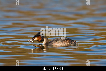 Great crested Grebe (Podiceps Cristatus) Fische fangen Stockfoto