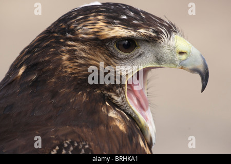 Greifvögel - schwarz Chested Bussard Eagle Geranoaetus Melanoleucus - Kopf Porträt Closeup mit Schnabel öffnen zeigt Zunge Stockfoto