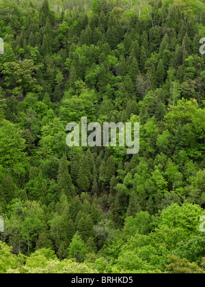 Beamer fällt Conservation Area, Grimsby, Ontario, Kanada Stockfoto