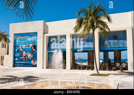 Mexiko, Cozumel. Delfinbeobachtung im Chankanaab Park, Isla Cozumel Cozumel Island. Stockfoto