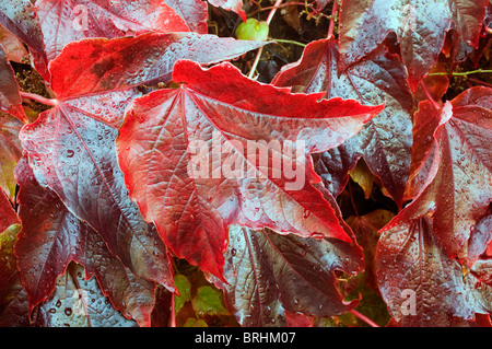 Virgina Creeper lässt im Morgentau und Herbst-Farben. Stockfoto