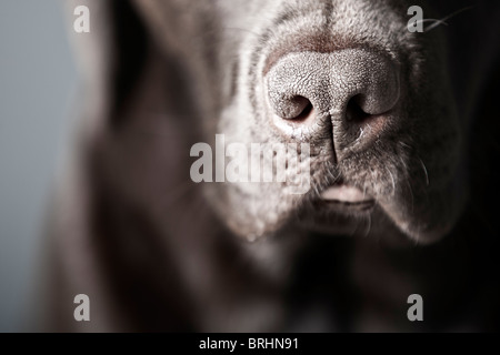 Close Up Shot Chocolate Labrador Stockfoto