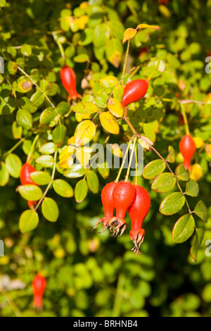 Hüften der Rosa Moyesii Geranium Stockfoto