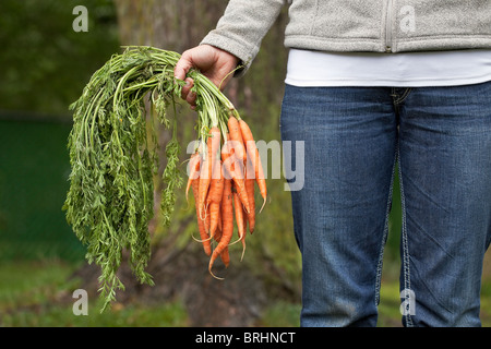 Frau hält eine Reihe von frisch gepflückten biologisch angebaute Karotten aus dem Garten.  Winnipeg, Manitoba, Kanada. Stockfoto