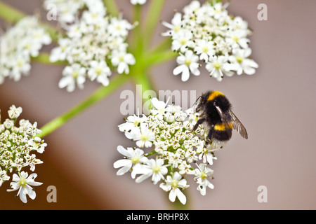 Honigbiene sammelt Nektar aus Garten Montrose Schottland Stockfoto