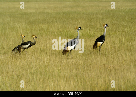 Grey (grau) Cowned Kran Familie, Kenia Stockfoto