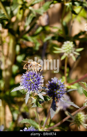 Honigbiene auf einer Echinops Anlage im englischen Landhausstil Stockfoto