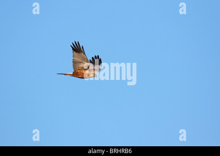 Rohrweihe (Circus Aeruginosus), Männchen im Flug, Österreich Stockfoto