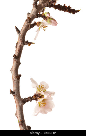 Blühende Pflaume Zweig, Isolated on White Background Stockfoto