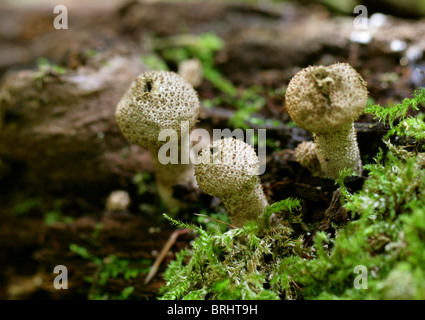 Gemeinsamen Puffball, Lycoperdon Perlatum, Lycoperdaceae. Wächst auf einem toten Moos bedeckt Baum. Stockfoto