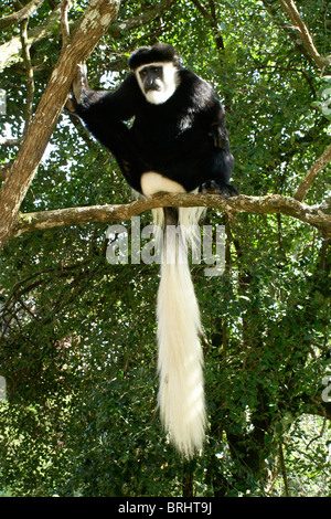 Östlichen schwarz-weißen Colobus Affen im Baum, Kenia Stockfoto