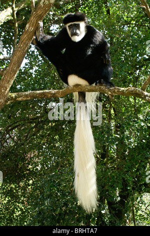 Östlichen schwarz-weißen Colobus Affen im Baum, Kenia Stockfoto