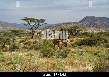 Netzartige Giraffe füttern aus Akazie, Samburu, Kenia Stockfoto