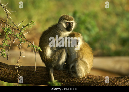 Black-faced Vervet Affen, Samburu, Kenia Stockfoto