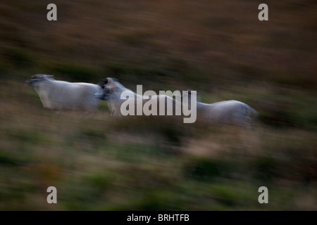 Scottish Blackface Schafe in der Abenddämmerung, Isle of Mull, Hebriden, Schottland Stockfoto