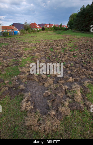 Wildschwein (Sus Scrofa) Schäden im Bereich von wühlen den Boden auf der Suche nach Essen, Deutschland Stockfoto