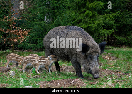 Wildschwein (Sus Scrofa) Sau Spanferkel Ferkel im Frühling Frühling, Deutschland Stockfoto