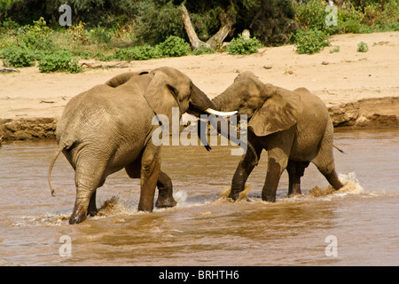 Junge männliche Elefanten spielen kämpfen im Fluss, Samburu, Kenia Stockfoto