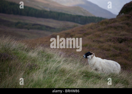 Scottish Blackface Schafe in der Abenddämmerung, Isle of Mull, Hebriden, Schottland Stockfoto