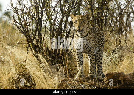 Afrikanischer Leopard im Busch, Samburu, Kenia Stockfoto