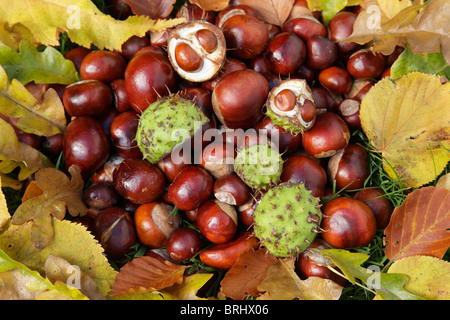 Rosskastanien, Schottland, Großbritannien Stockfoto