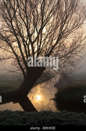 Willow Tree von einem Rhyne bei Sonnenaufgang Stockfoto