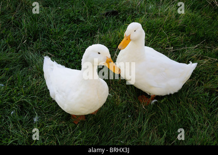 Zwei Peking-Enten füttern auf Rasen auf einem Bauernhof Devon Süd-West England UK Stockfoto