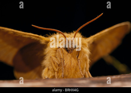 Eiche Eggar, Lasiocampa Qyercus Motte Stockfoto