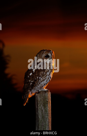 Waldkauz (Strix Aluco) bei Sonnenuntergang Stockfoto