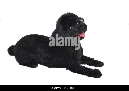 Schwarze Zwergpudel isoliert auf weißem Hintergrund. Stockfoto