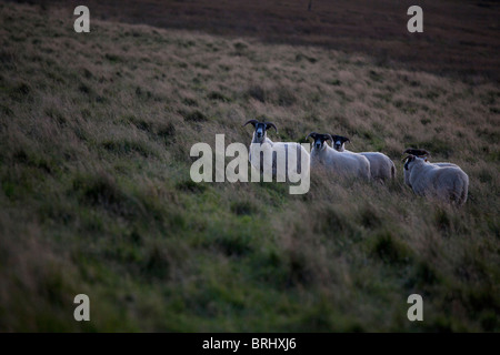 Scottish Blackface Schafe in der Abenddämmerung, Isle of Mull, Hebriden, Schottland Stockfoto