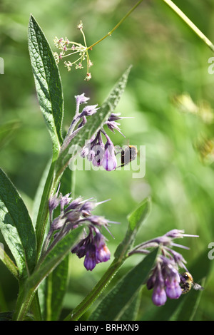 Bienen beschäftigt Versammlung Sommer Nektar aus Wildblumen Stockfoto