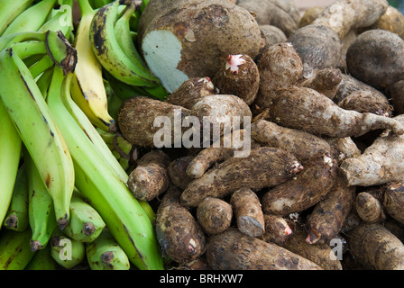 Bananen und Maniok Wurzeln (Manihot Esculenta; auch als Yuca, Yucca oder Maniok), Antigua, West Indies, Karibik, zentrale Ame Stockfoto