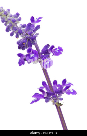 Nahaufnahme der Mealycup Salbei (Salvia Farinacea) Blume auf weißem Hintergrund Stockfoto