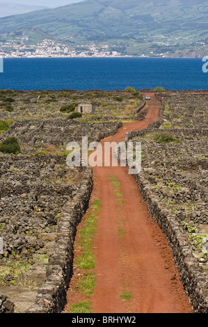 Weinberge in Lavafeldern mit Horta auf der Insel Faial in der Ferne, Madalena, Pico, Azoren, Portugal. Stockfoto