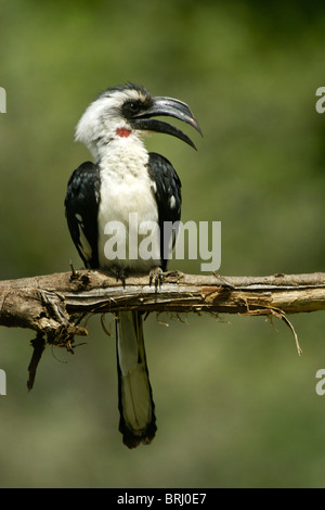 Weibliche Jacksons Hornbill, Samburu, Kenia Stockfoto