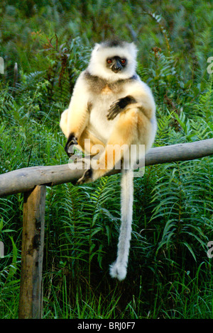 Matrizengeformte Sifaka, Lemuren-Insel, Andasibe, Madagaskar Stockfoto