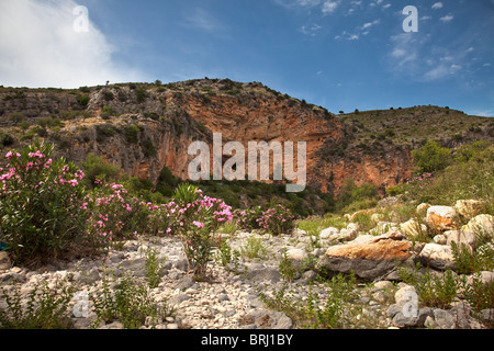 Blick auf die spanische Landschaft mit Oleander Pflanze blüht in der Nähe von Llíber, Costa Blanca, Spanien Stockfoto