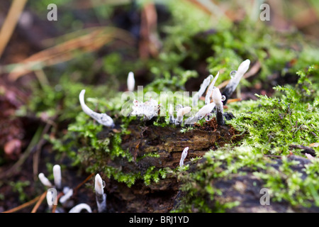 Candlesnuff Pilze (Xylaria Hypoxylon) wachsen in freier Wildbahn Stockfoto